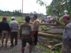 Bersama Warga, Polsek Wonosobo Evakuasi Pohon Tumbang di Jalinbar Lakaran