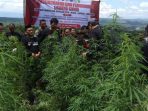Dua Hektar Ladang Ganja Dimusnahkan Dit Resnarkoba Polda Lampung 
